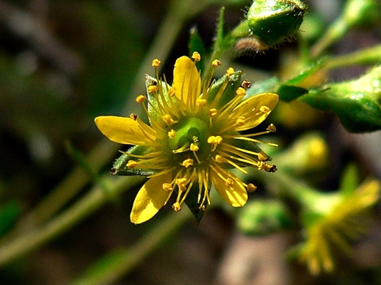 {Geum donianum}